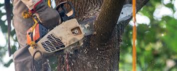 Trusted Burney, CA Tree Care Experts