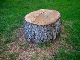 Best Stump Grinding and Removal  in Burney, CA