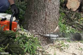 Best Leaf Removal  in Burney, CA