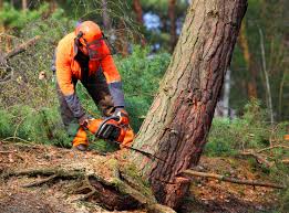 How Our Tree Care Process Works  in  Burney, CA