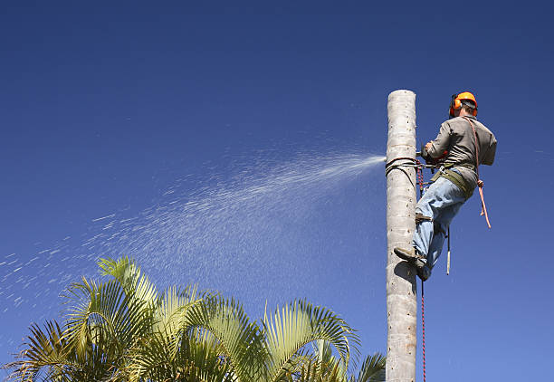 How Our Tree Care Process Works  in  Burney, CA