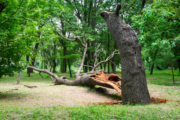 Best Tree Removal  in Burney, CA