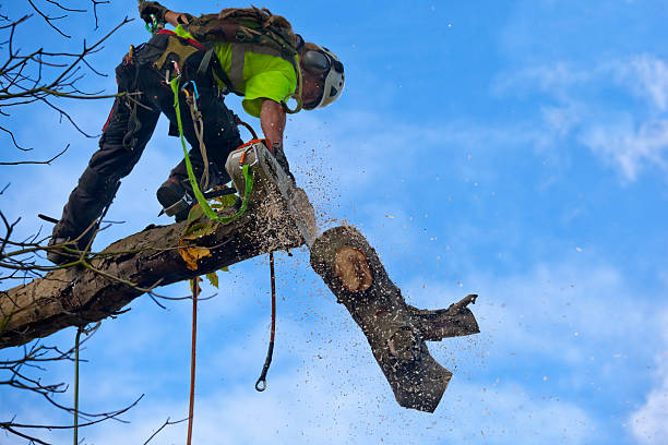 Best Commercial Tree Services  in Burney, CA