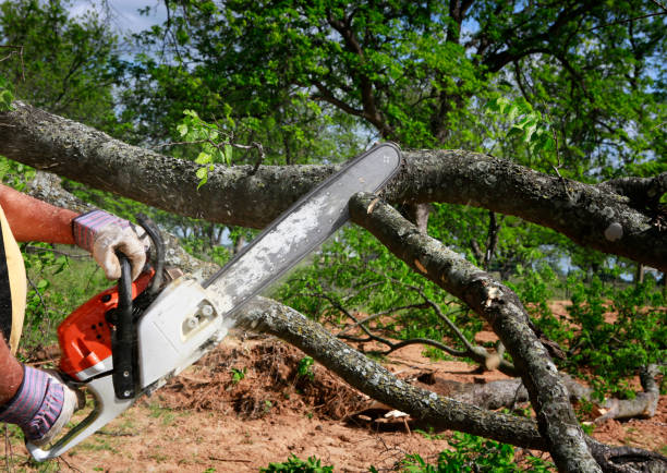 Best Tree Mulching  in Burney, CA