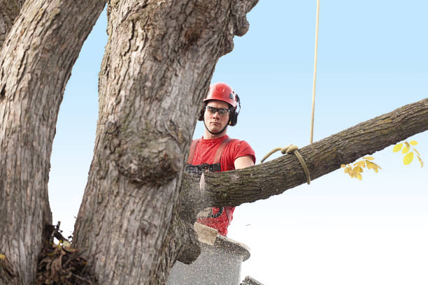 Best Tree Preservation Services  in Burney, CA